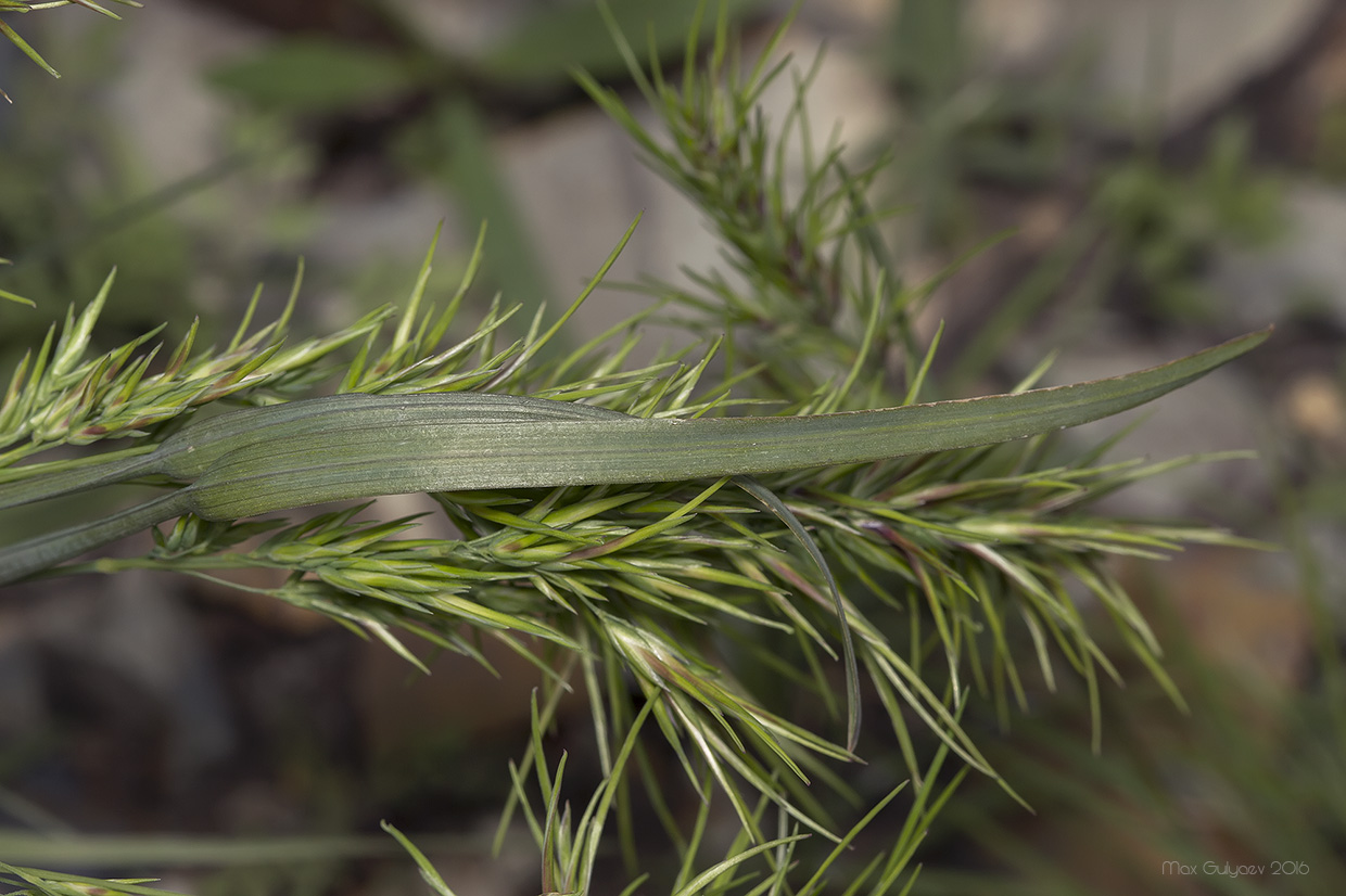 Изображение особи Poa bulbosa ssp. vivipara.