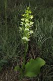 Platanthera chlorantha. Цветущее растение. Крым, окр. Феодосии, хр. Тепе-Оба, нарушенная степь в междурядьях искусственного леса из сосны крымской с примесью лиственных деревьев и кустарников. 10 мая 2016 г.