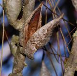 Hakea orthorrhyncha