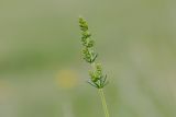 Image of taxon representative. Author is Радик Кутушев