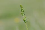 Galium verum