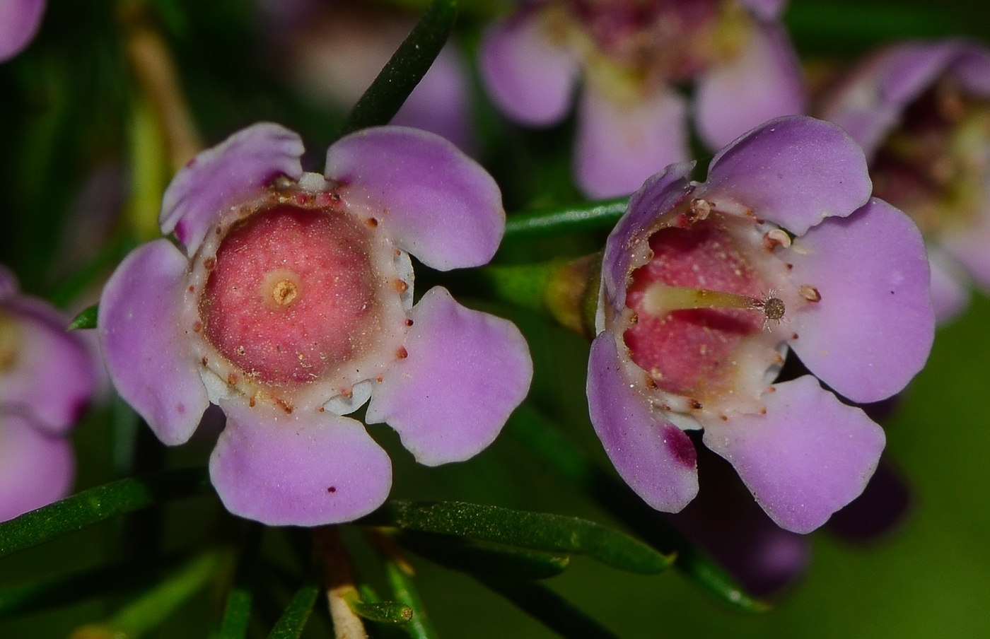 Изображение особи Chamelaucium uncinatum.