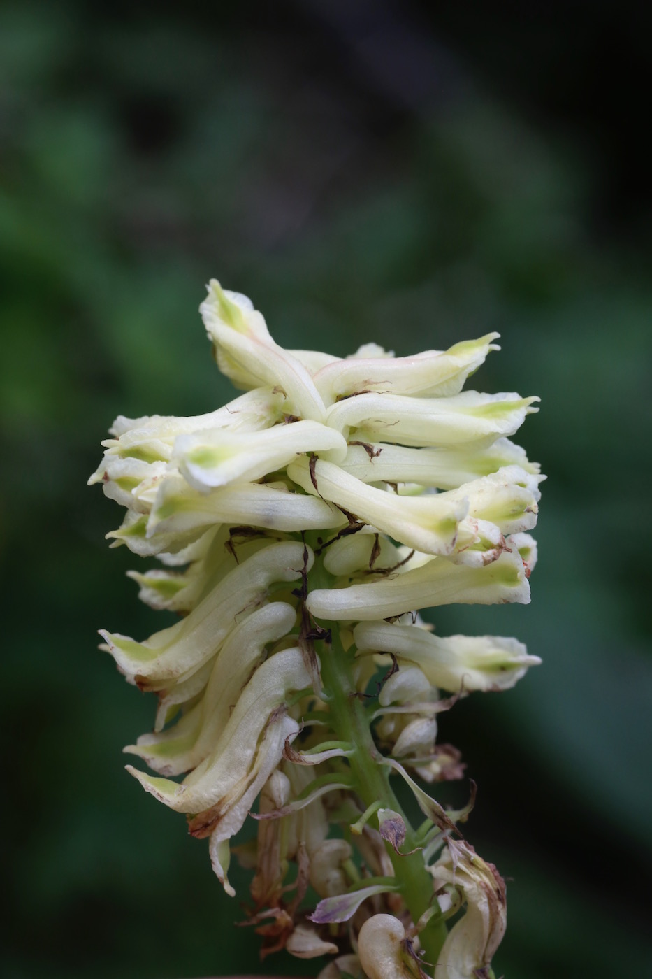 Изображение особи Corydalis semenowii.