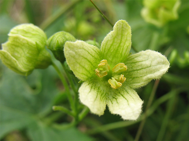 Изображение особи Bryonia dioica.