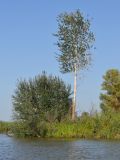 Populus alba