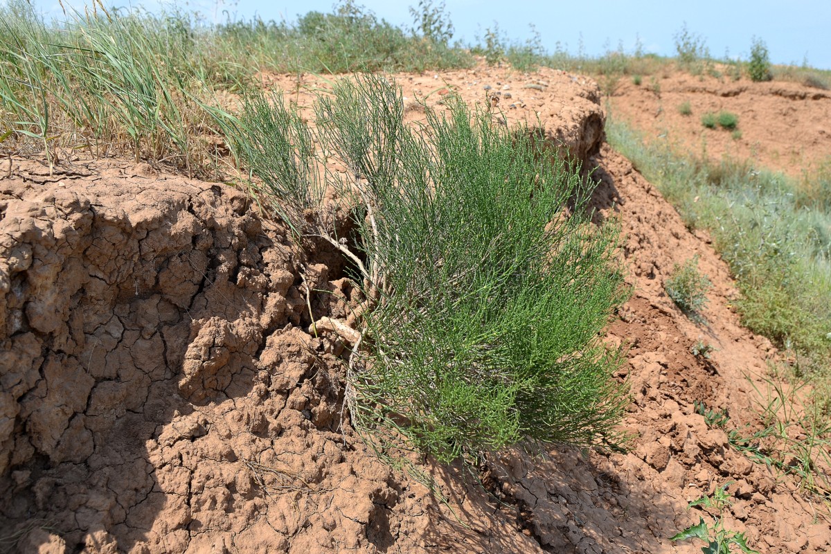 Image of Anabasis aphylla specimen.