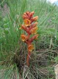 Orobanche subspecies xanthostigma