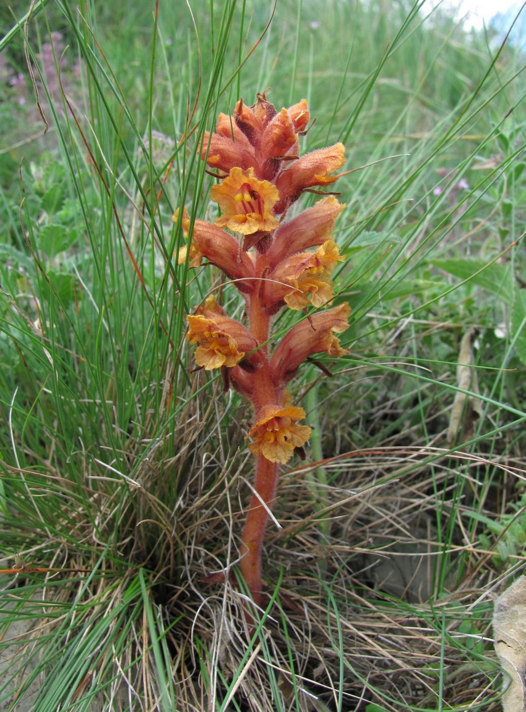 Изображение особи Orobanche alba ssp. xanthostigma.