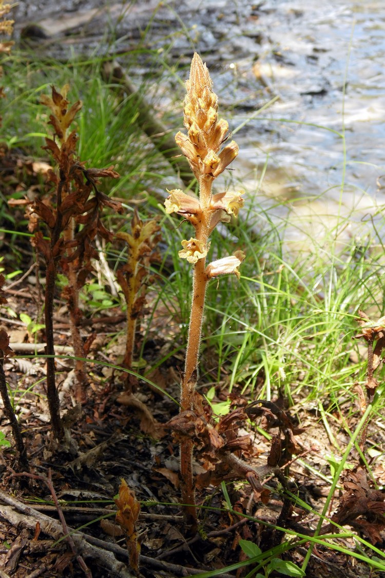 Изображение особи Orobanche laxissima.