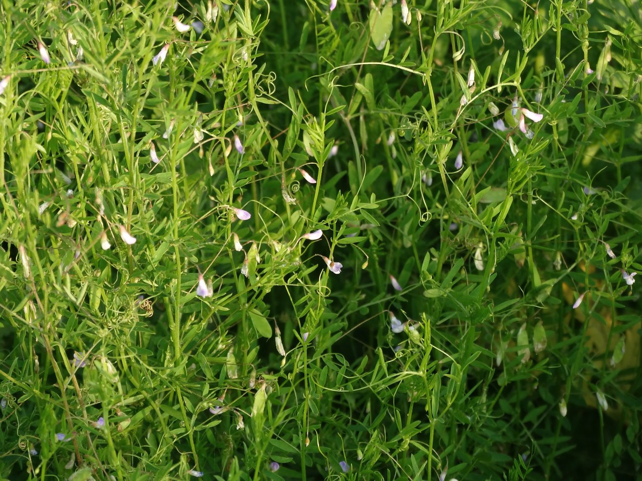 Image of Vicia tetrasperma specimen.