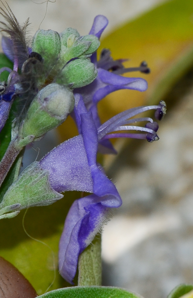 Image of Vitex trifolia ssp. litoralis specimen.