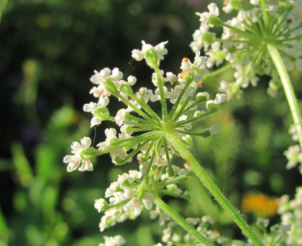 Изображение особи Arafoe aromatica.