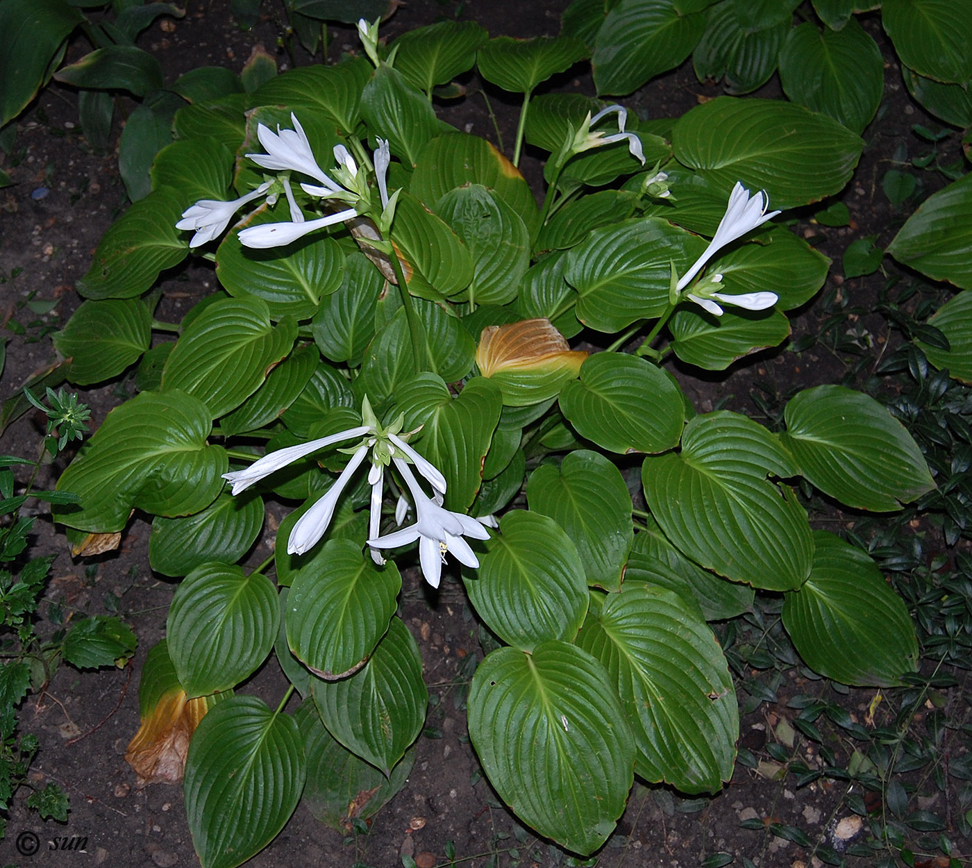 Image of Hosta plantaginea specimen.