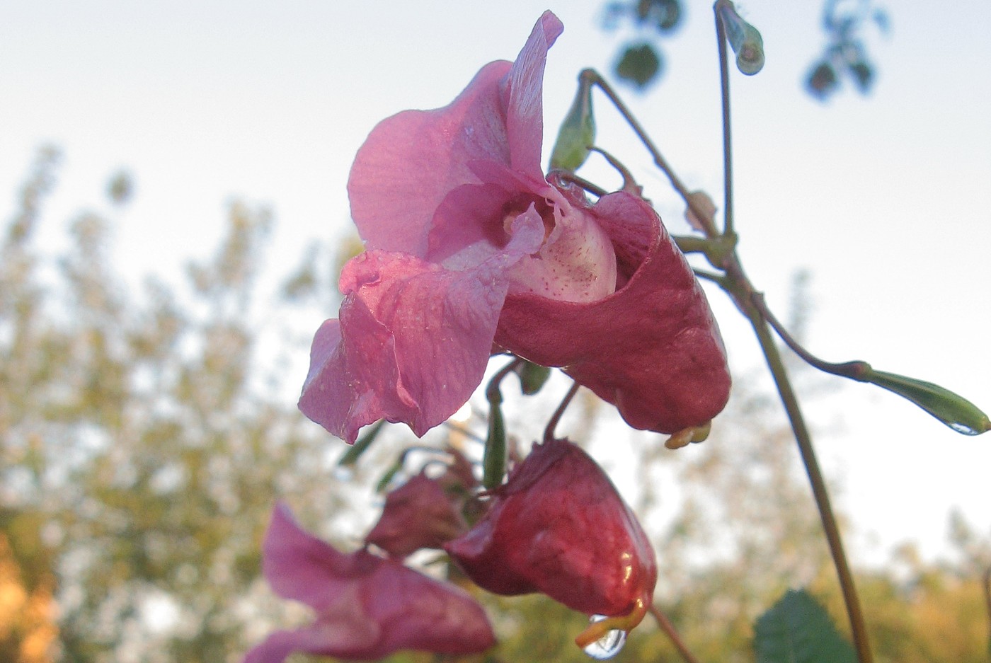 Image of Impatiens glandulifera specimen.