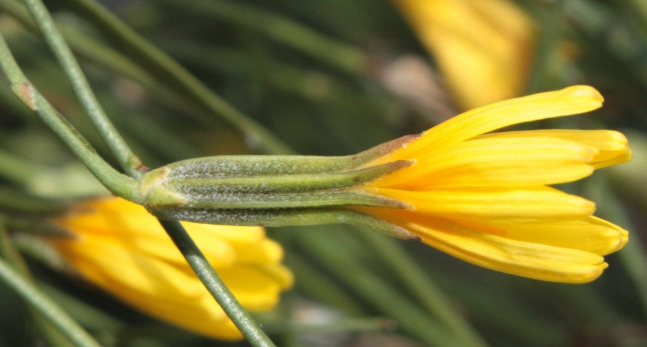 Изображение особи Chondrilla brevirostris.