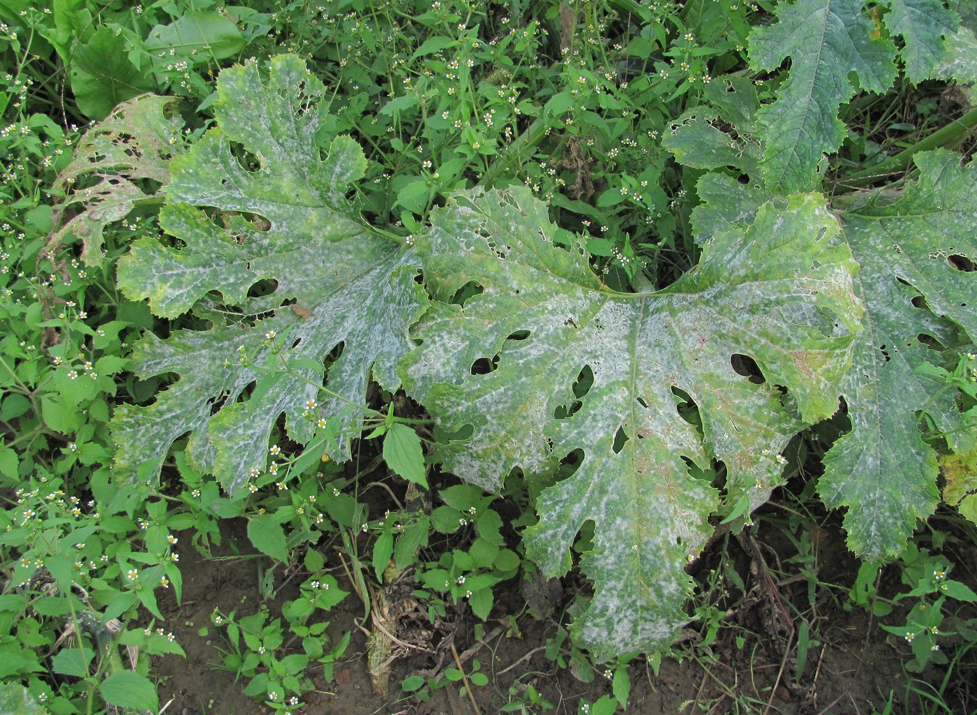 Image of Cucurbita pepo specimen.