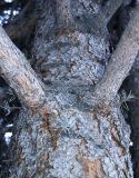 Picea pungens форма glauca. Часть ствола на высоте 2 м. Новосибирск, в культуре. 08.03.2010.