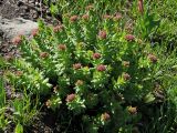 Rhodiola heterodonta