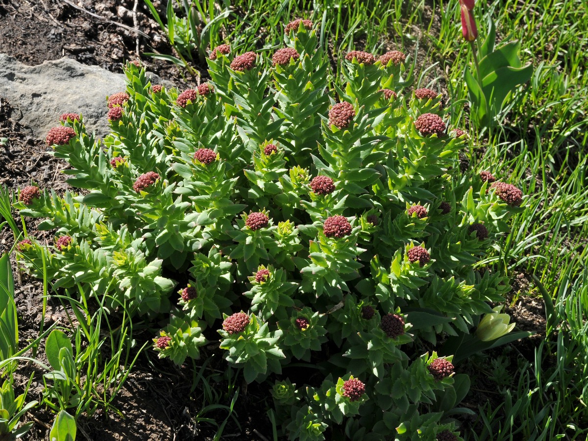 Изображение особи Rhodiola heterodonta.