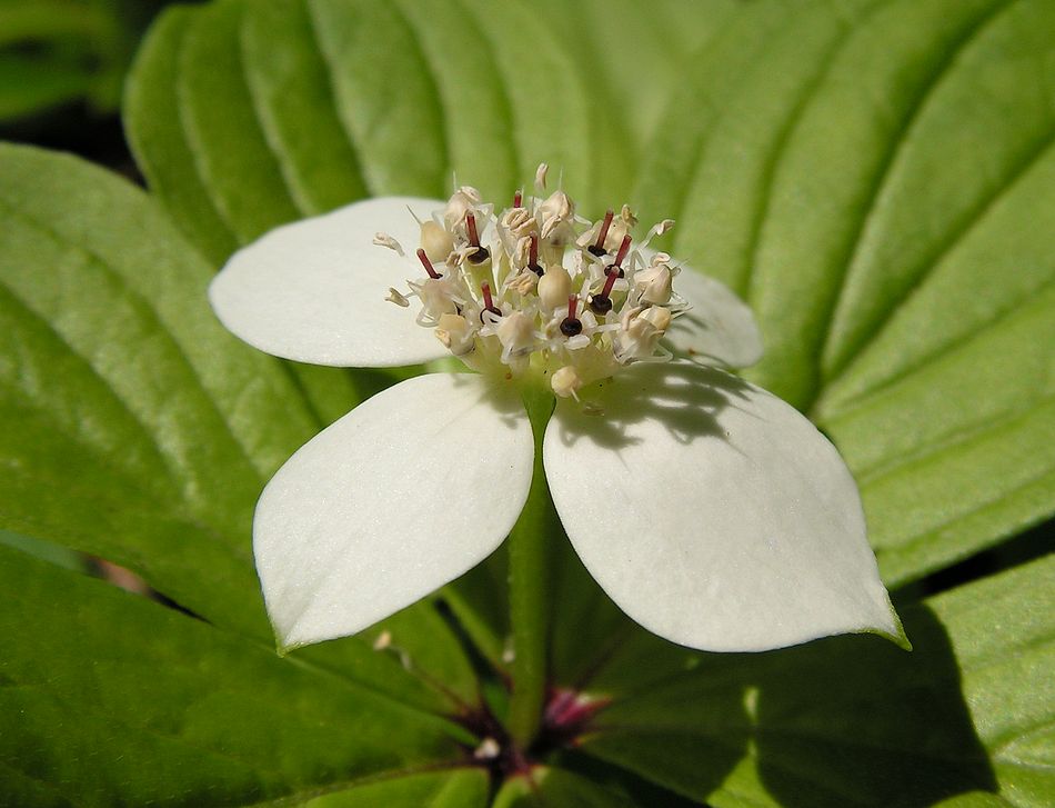 Image of Chamaepericlymenum canadense specimen.