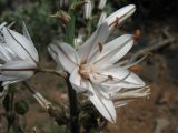 Asphodelus ramosus subspecies distalis. Цветок. Испания, Канарские острова, Тенерифе, мыс Тено, горный склон, поросший суккулентными кустарниками. 5 марта 2008 г.