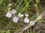Astragalus austriacus. Соцветие. Украина, Запорожская обл., Розовский р-н, склон возле восточного берега пруда на речке Каратыш. 08.06.2016.