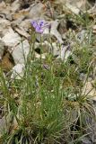 Campanula alberti