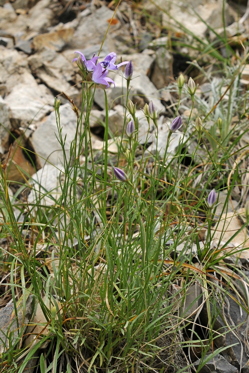 Image of Campanula alberti specimen.