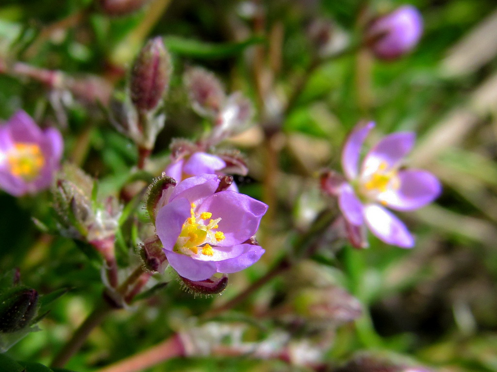 Image of Spergularia rubra specimen.
