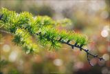 Larix cajanderi. Ветвь. Магаданская обл., Колымское нагорье, хребет Большой Ангачак, озеро Танцующих хариусов. 21.08.2009.