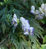 Aconitum × stoerkianum. Соцветие. Иркутск, городской двор, цветник. 17.08.2016.