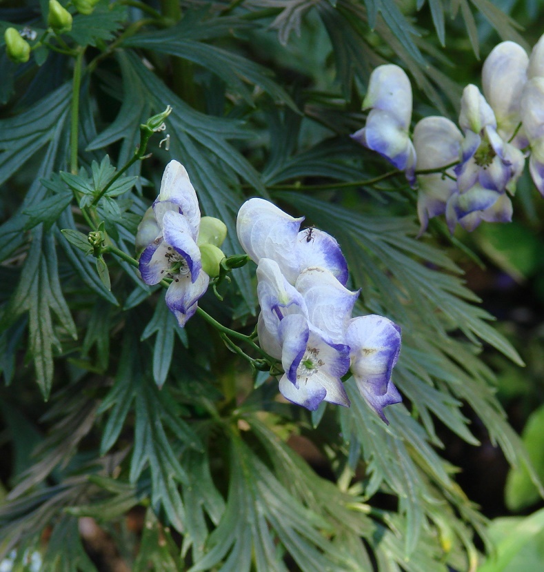 Изображение особи Aconitum &times; stoerkianum.