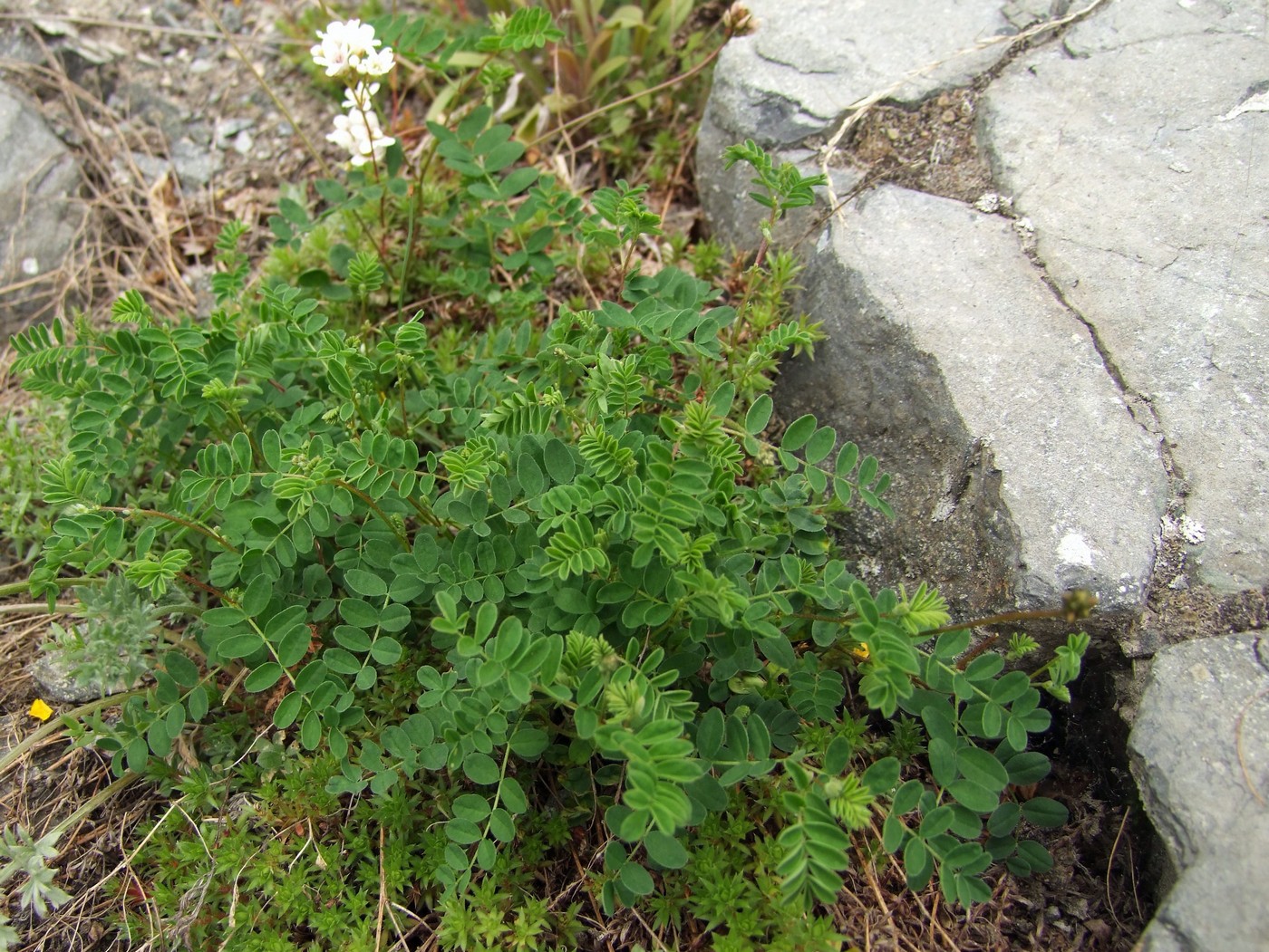 Изображение особи Astragalus vallicoides.