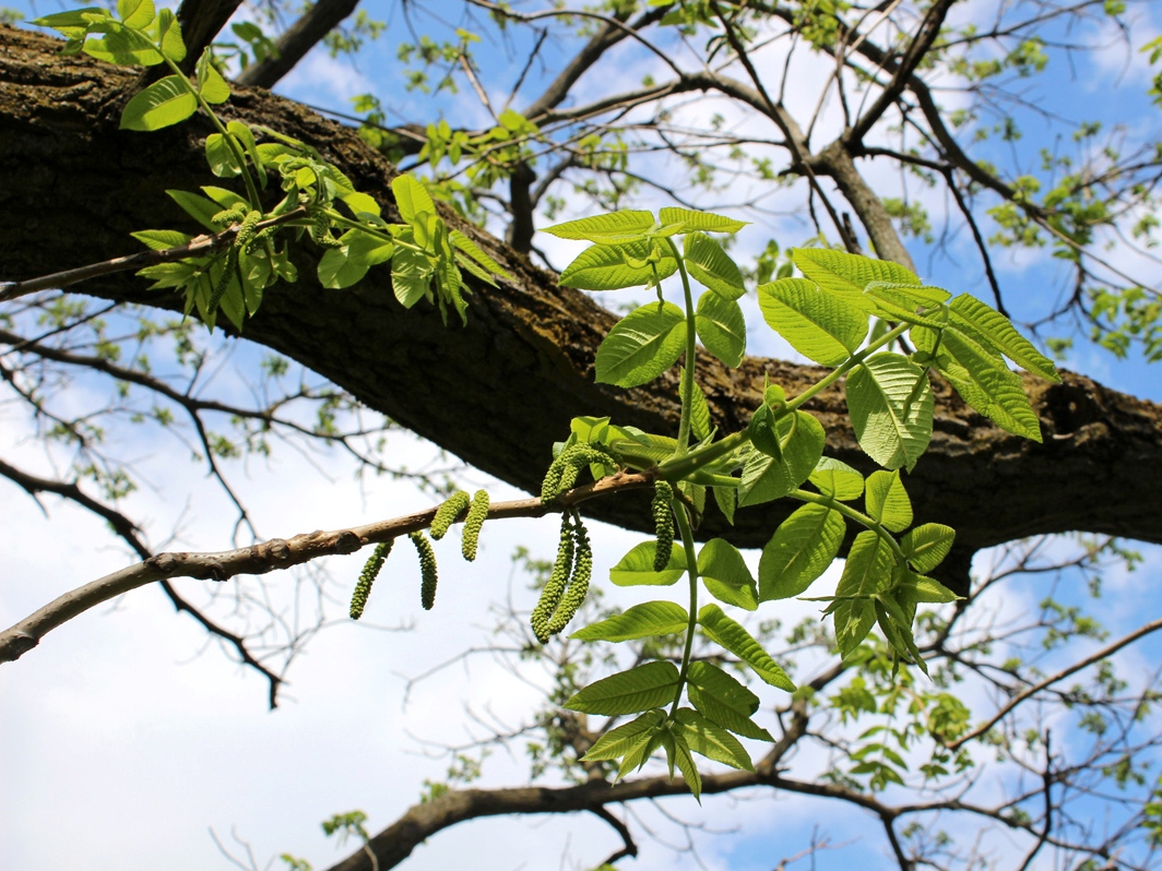 Изображение особи Juglans mandshurica.