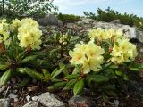 Rhododendron aureum. Цветущие растения. Магаданская обл., окр. г. Магадан, п-ов Старицкого, сопка Марчеканка, на склоне. 30.06.2015.