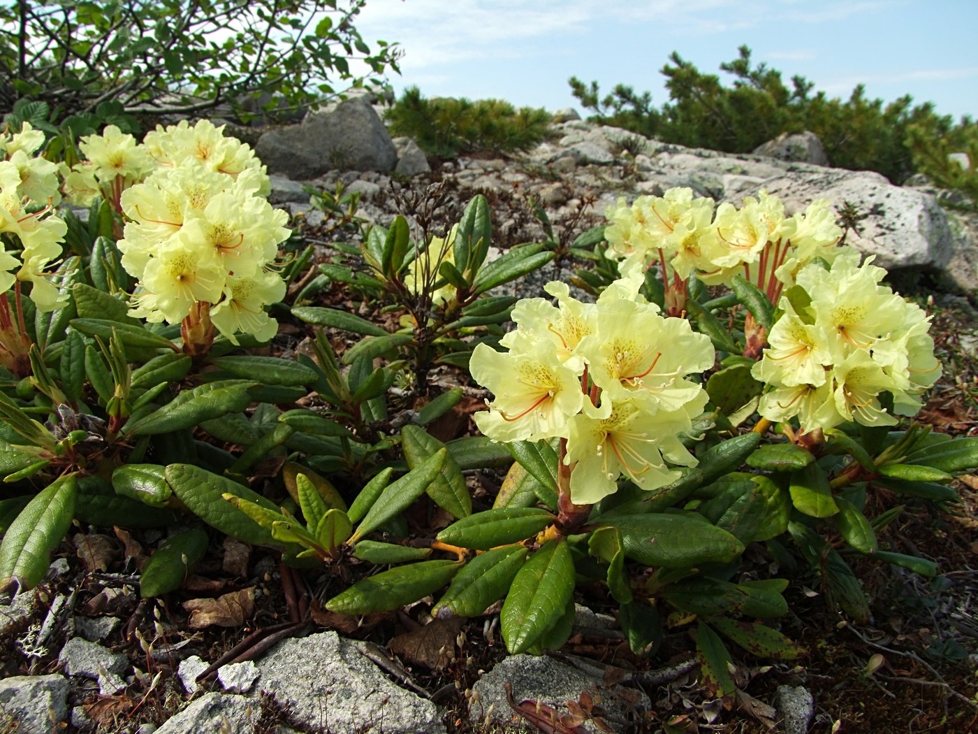 Image of Rhododendron aureum specimen.