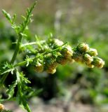 Artemisia annua