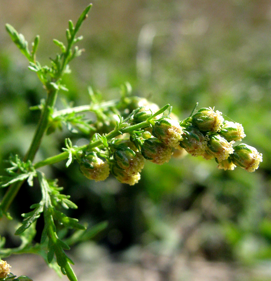 Изображение особи Artemisia annua.