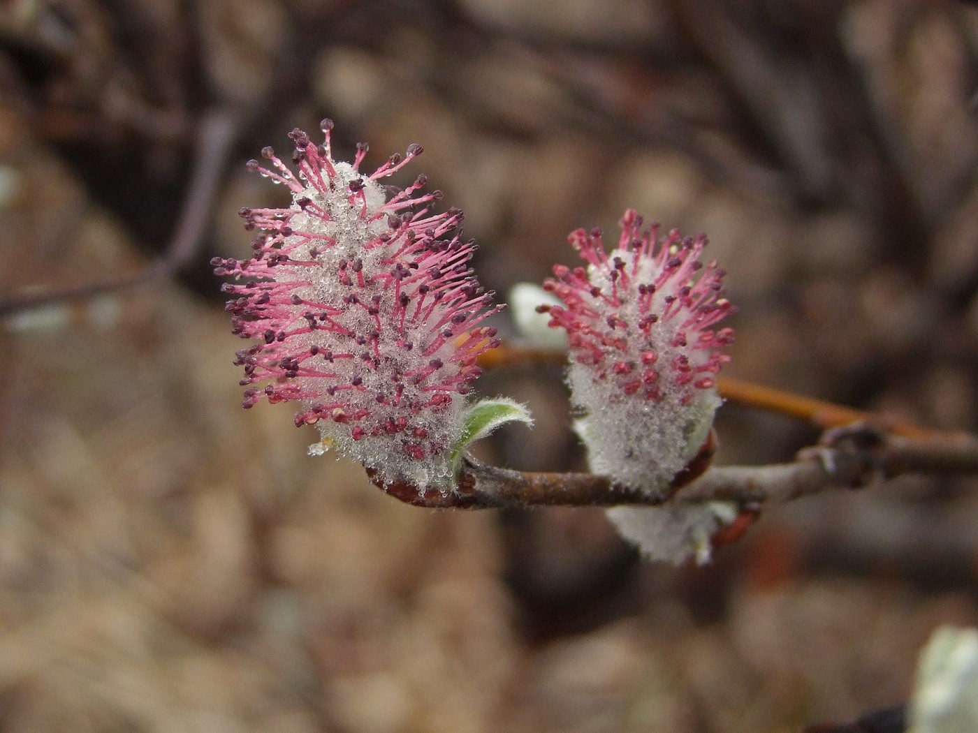 Image of Salix krylovii specimen.