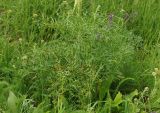 Ferula songarica. Нижняя часть цветущего растения. Восточный Казахстан, Кокпектинский р-н, 25 км в горы от с. Пантелеймоновка, сопка, ок. 1000 м н.у.м. 14.06.2016.