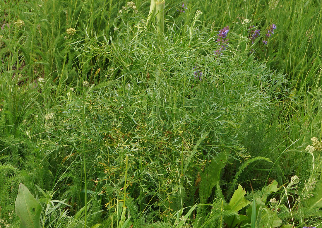 Изображение особи Ferula songarica.