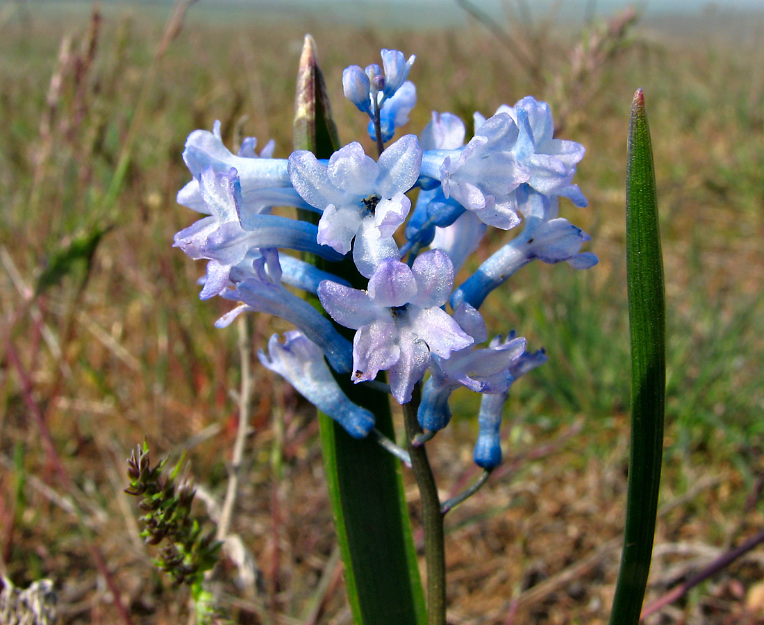 Изображение особи Hyacinthella pallasiana.