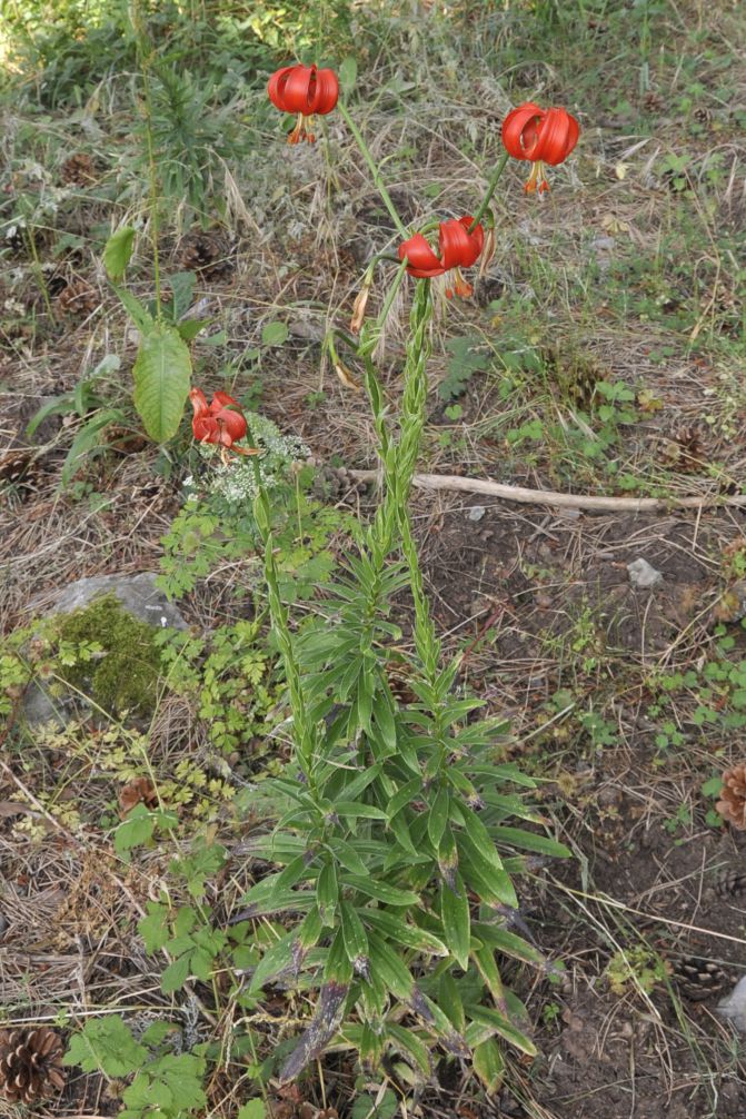Изображение особи Lilium chalcedonicum.