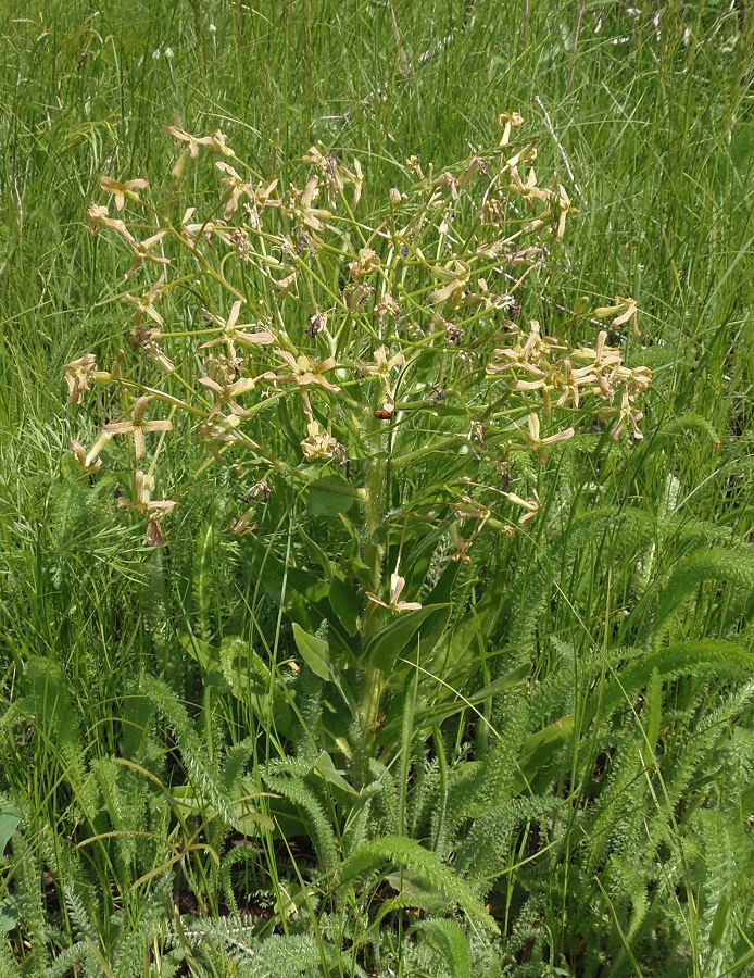 Изображение особи Hesperis tristis.