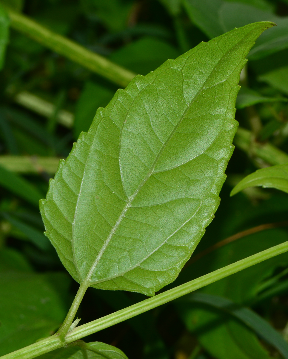 Image of Melanthera biflora specimen.