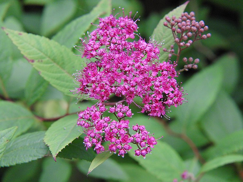 Изображение особи Spiraea japonica.