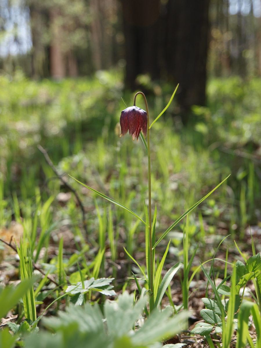 Image of Fritillaria meleagris specimen.