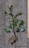 Ranunculus auricomus