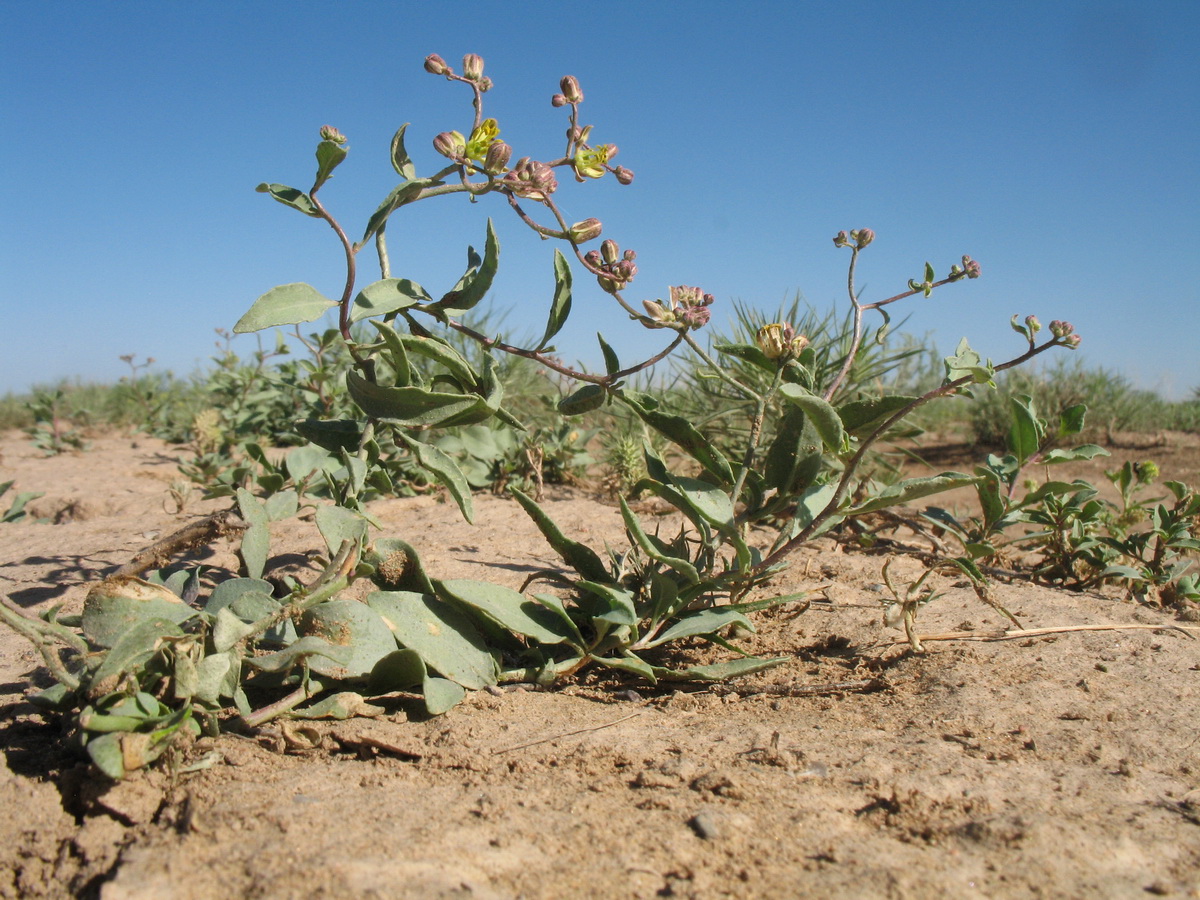 Image of Haplophyllum versicolor specimen.