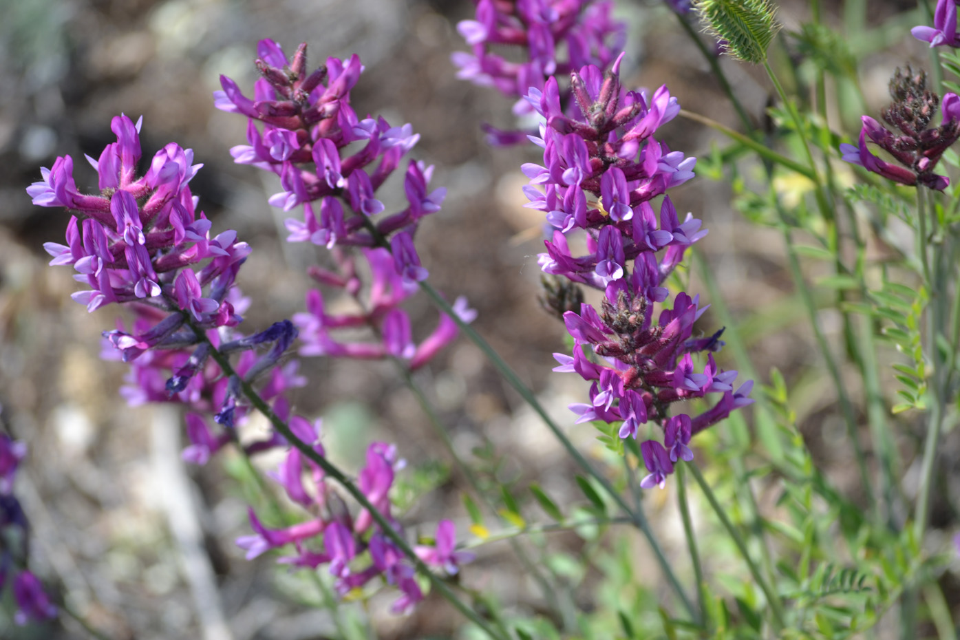 Image of Astragalus varius specimen.